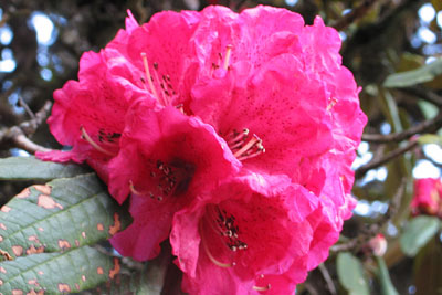 Rododendron