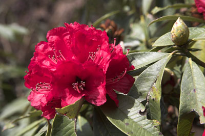 Rododendron bloem