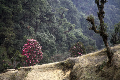 Rododendron boom