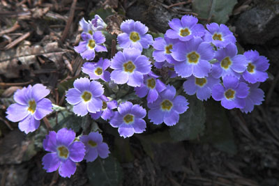 Primula
