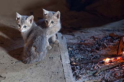 Sjuri Katten