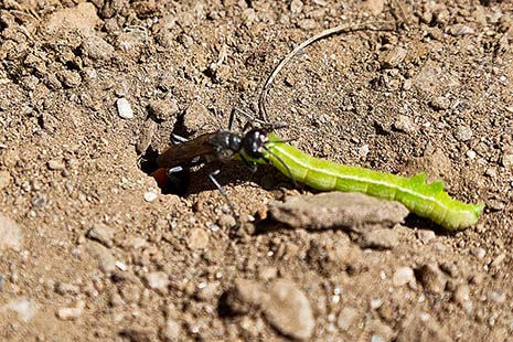 Sluipwesp met een vette rups