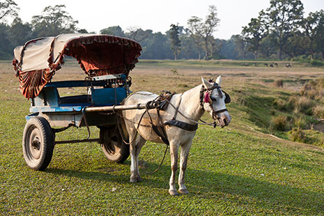 Paardenriksja