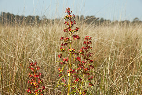 Bloem