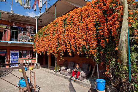 Columnea
