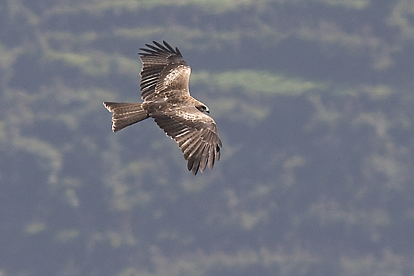 20041019 131505_C10D025_Nagarkot-1.jpg Roofvogel